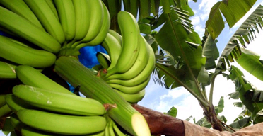 Banana farming under threat from BXW