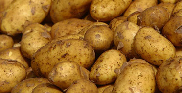 Bid to improve Kenya potato sector