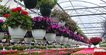 Economy, climate batter Kenya s flowers