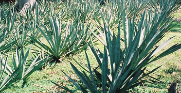 Rea Vipingo untouched by downturn