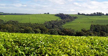 More fertilizer for tea farmers