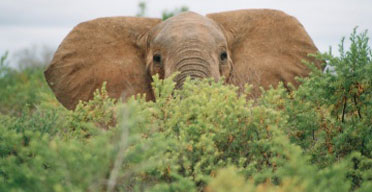 Kenya set to become top filming destination