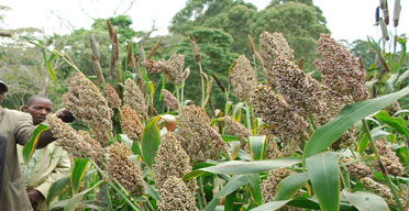 Study predicts gloomy food outlook