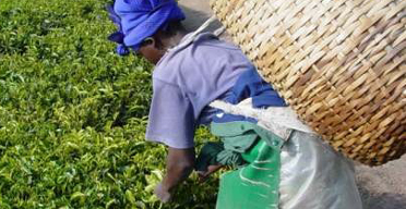 Kenya tea farmers pay less for fertilizer