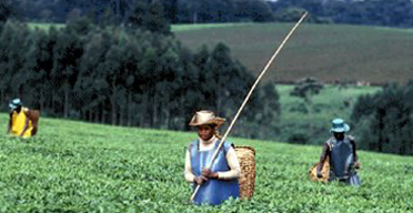 Weather conditions dip Kenya tea production