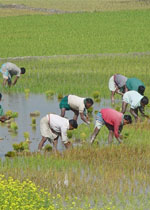 Indian crop sowing tumbles