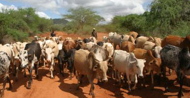 Plan for Kenya livestock sector underway