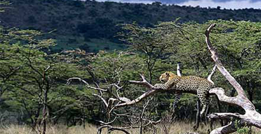 Seychelles tourism courts Kenya