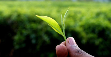 Finlays closes tea extracts factory