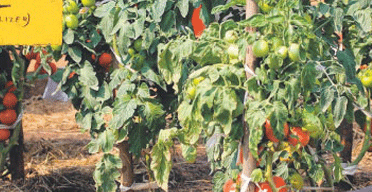 Kenya inflation rises to 5.2pc