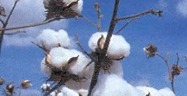 Kenya cotton farmers eye good returns