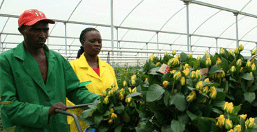 Flower farm workers call off strike