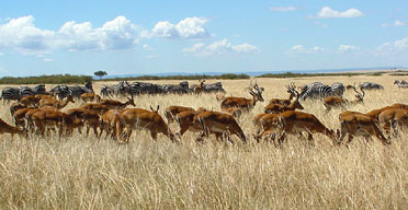 Kenyan tourism grows 16pc