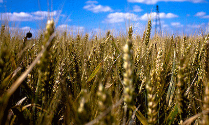 Kenya to review Budget proviso on wheat