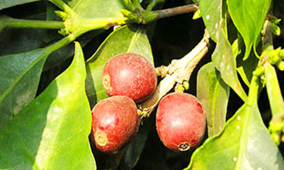 Rise of world coffee prices a boon for Kenya