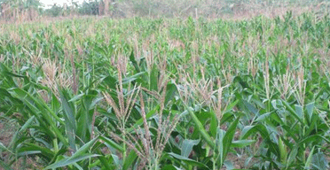 Govt moves to stem seed shortage