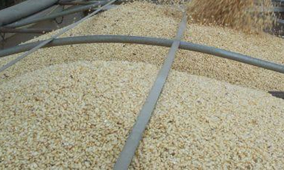Govt insists there is sufficient maize