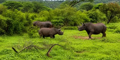 OPINION: Beyond the Fence: Why the Tsavo West Rhino Sanctuary Project Deserves a Broader Conversation