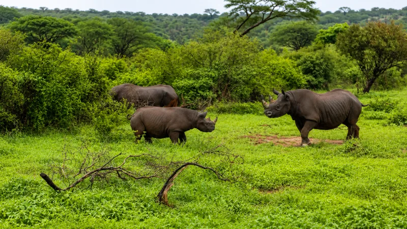 Why Taita Taveta Leaders Believe the Tsavo Fence Is Necessary Despite Opposition