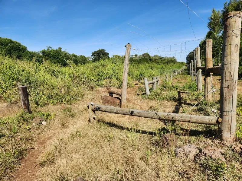 Court stops golf course and airstrip  project in Meru Forest