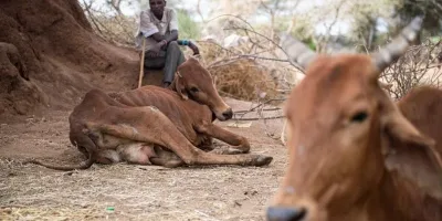 UN: Over 48mn in East Africa require urgent food aid in 2026