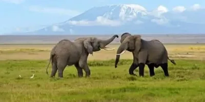 Possible Toxic Substance Detected in Amboseli Elephant Deaths, KWS Awaits Confirmatory Tests