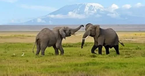 Possible Toxic Substance Detected in Amboseli Elephant Deaths, KWS Awaits Confirmatory Tests