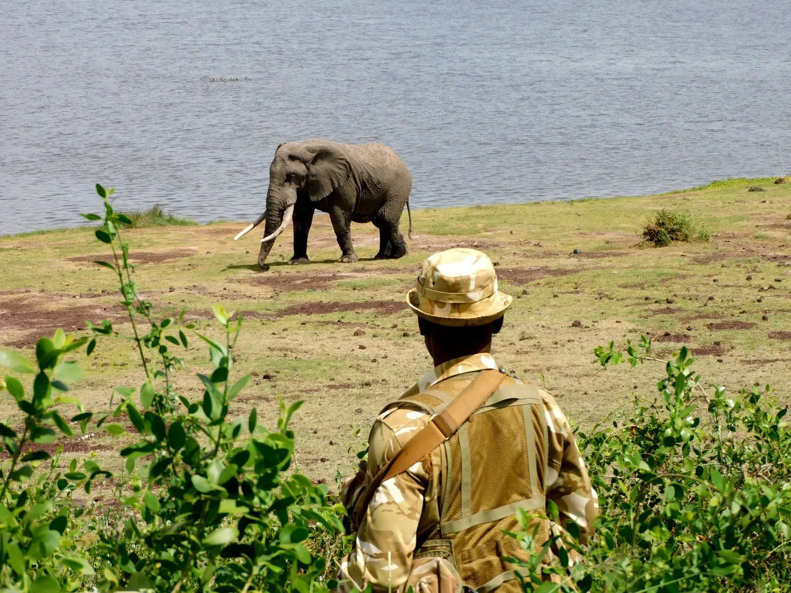 Mysterious deaths of 14 elephants in Kenya prompts urgent inquiry