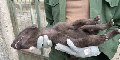 KWS rescues orphaned hyena cub found alone near Naivasha