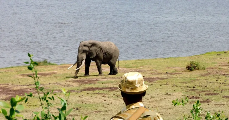 UGM demands independent probe into ‘cyanide poisoning’ after Amboseli elephant deaths