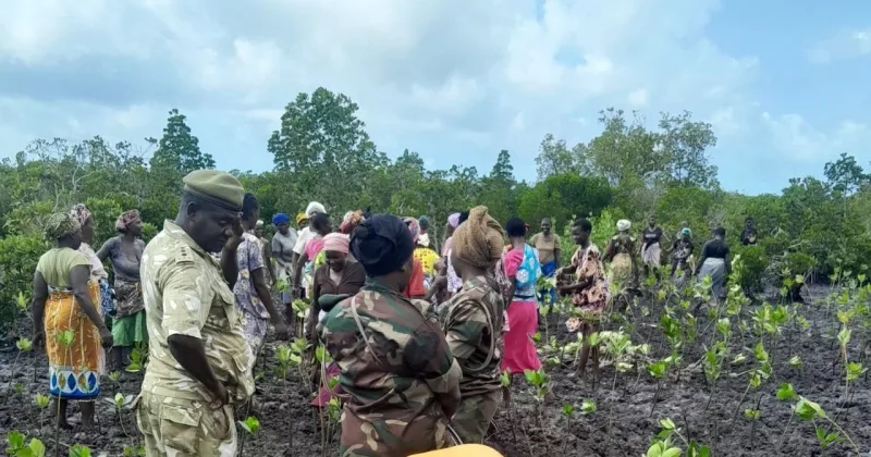 Kenya Seeks Stronger Governance to Reverse Rising Mangrove Loss