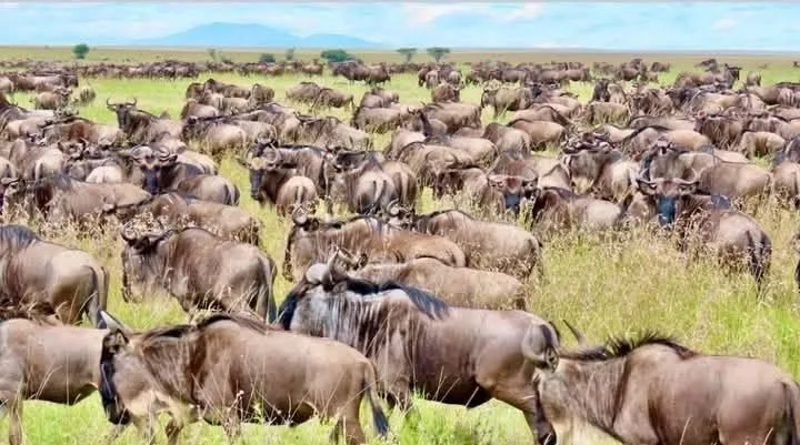 Rights Groups Sue to Stop New Luxury Camps in Maasai Mara Over Threat to Wildebeest Migration