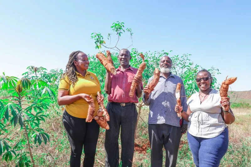 Cassava Emerging as Kenya’s Hidden Gold for Food Security and Rural Prosperity
