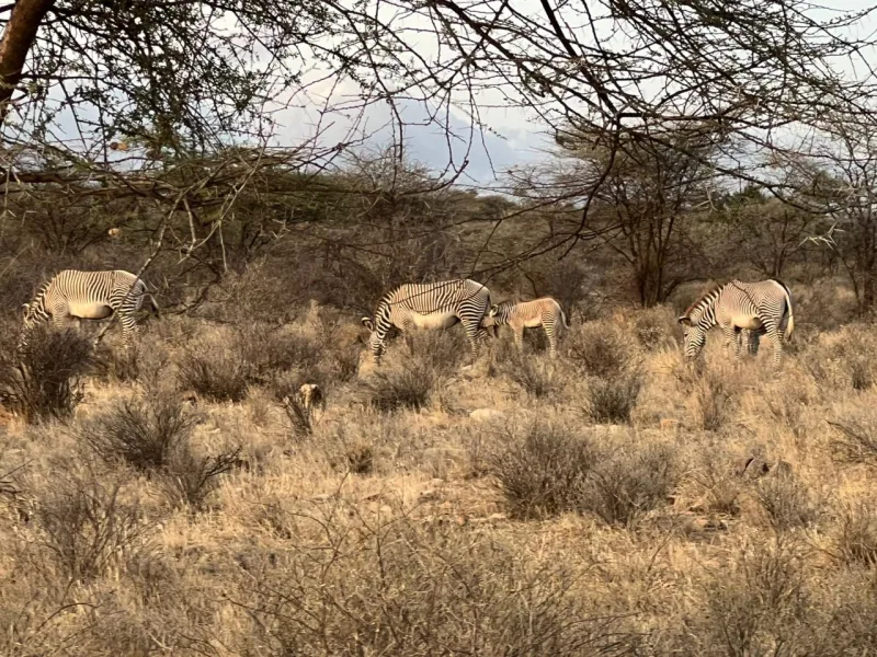 Guardians of the stripes: Meet the Samburu warriors protecting Kenya’s rarest Zebra