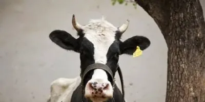 Canada’s ‘powerful’ dairy sector is in Trump’s trade crosshairs