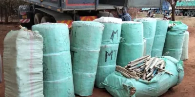 Two Arrested as Detectives Seize Sh24.7 Million Cannabis Haul in Voi