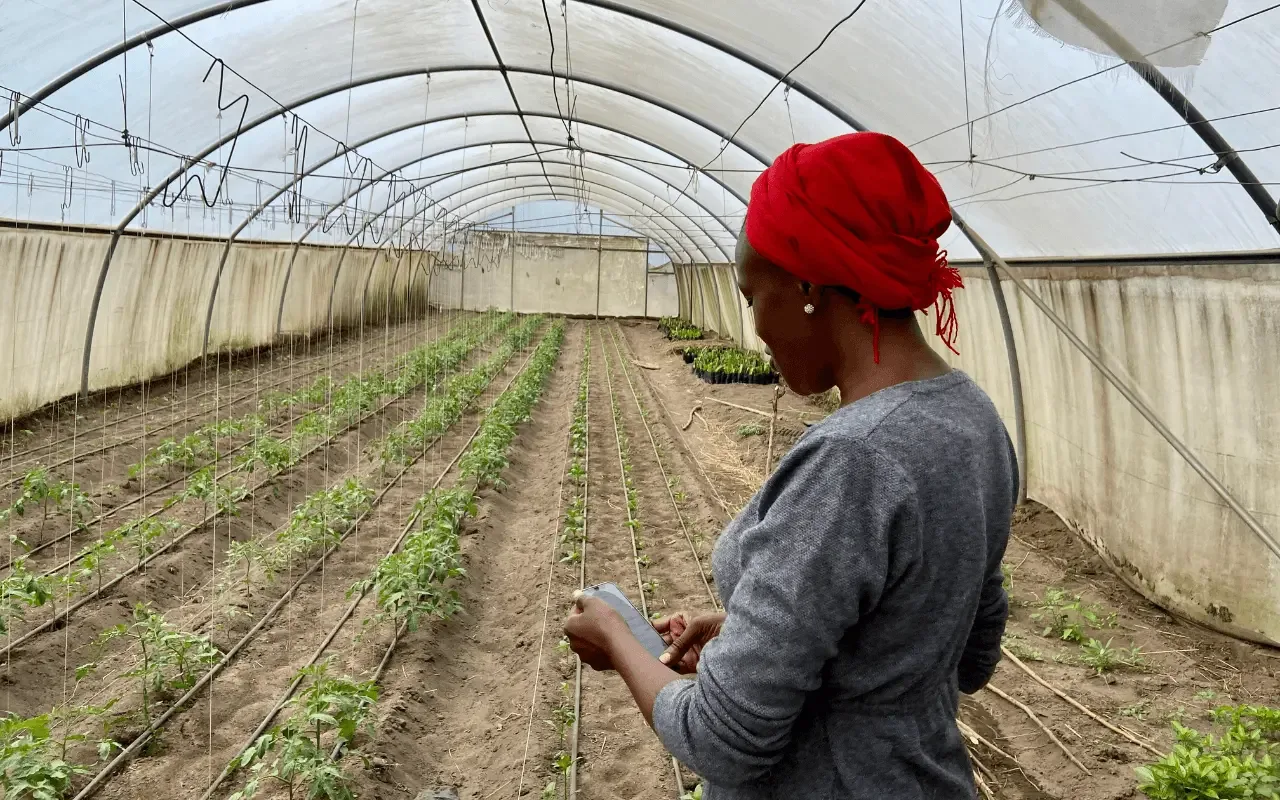 From crop disease to customer data: Kenyan businesses put AI to work