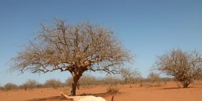1984 drought forced Kenya to diversify economy, says ex-CBK Governor