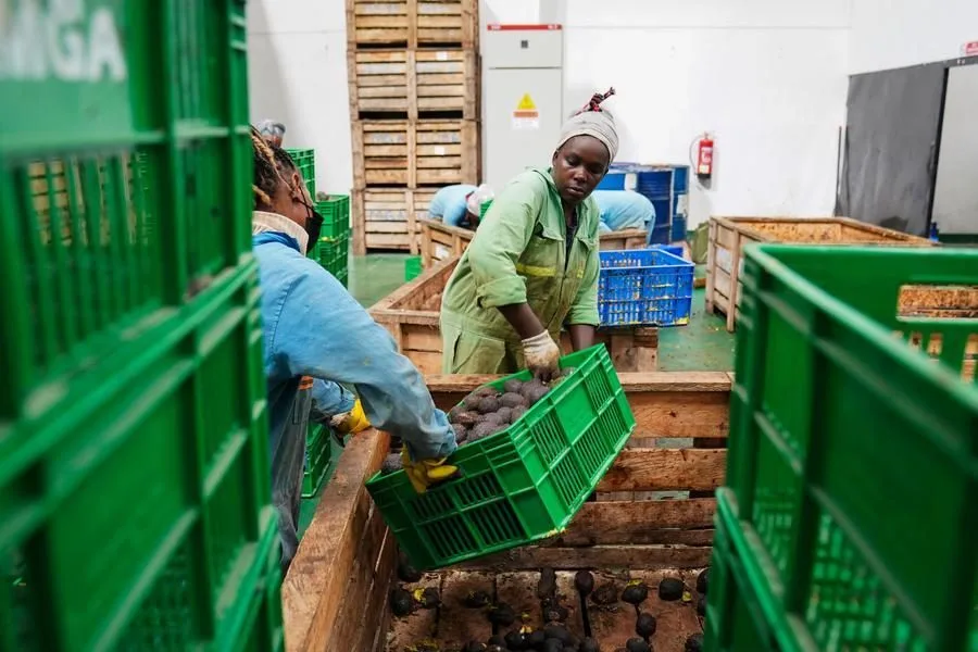Kenya, African exporters benefit from China’s zero-tariff policy
