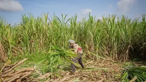 Getty Images Farmer in a field in India's Karnataka state harvests sugarcane