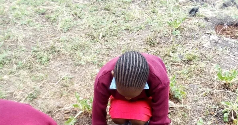 Kenyan school fruit-tree initiative named global awards finalist