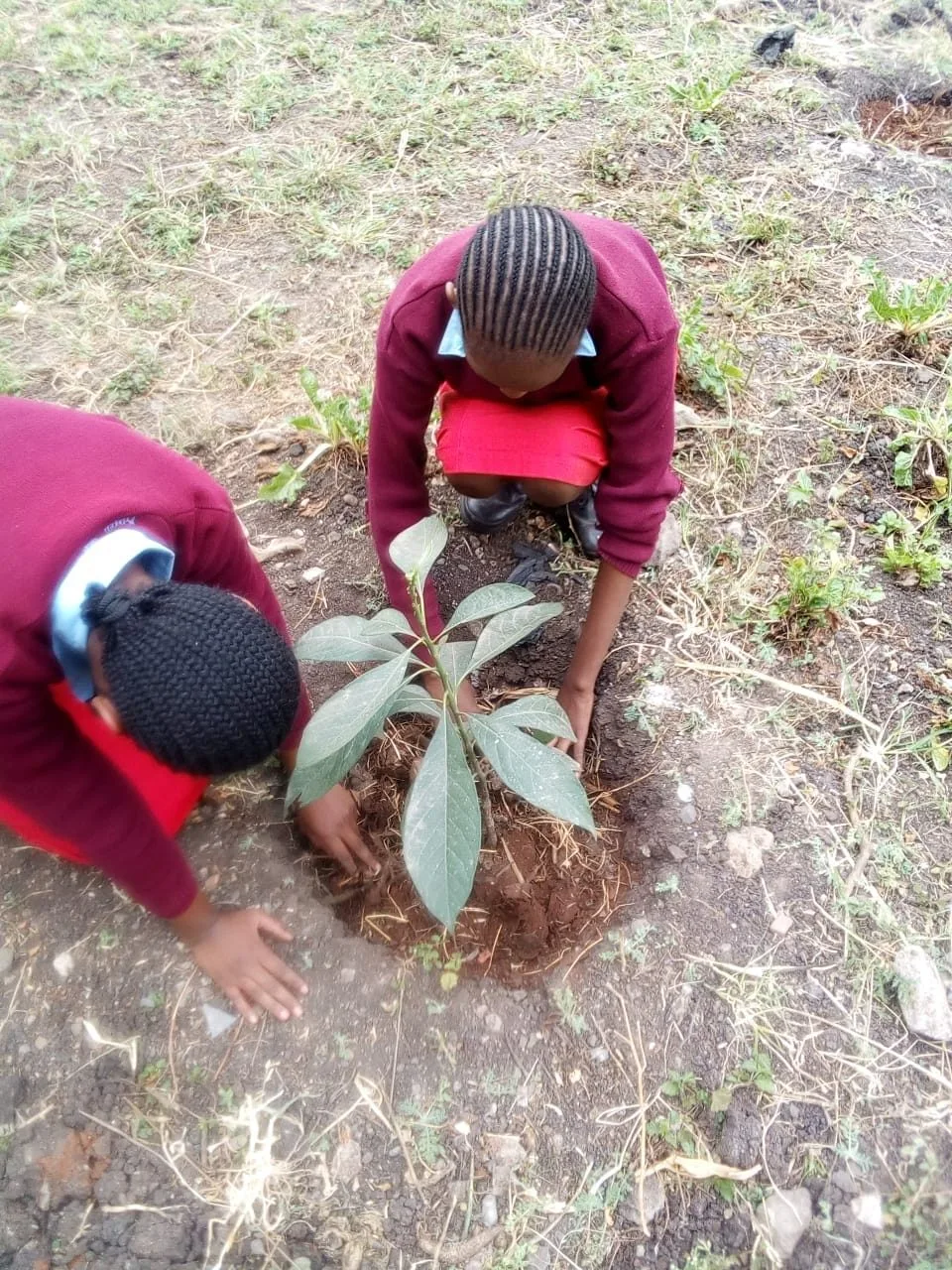 Kenyan school fruit-tree initiative named global awards finalist