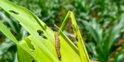 Agriculture CS Kagwe bans entry of pesticides prohibited abroad
