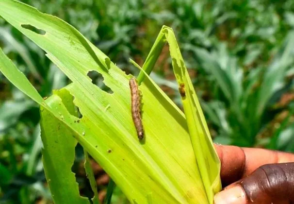 Agriculture CS Kagwe bans entry of pesticides prohibited abroad