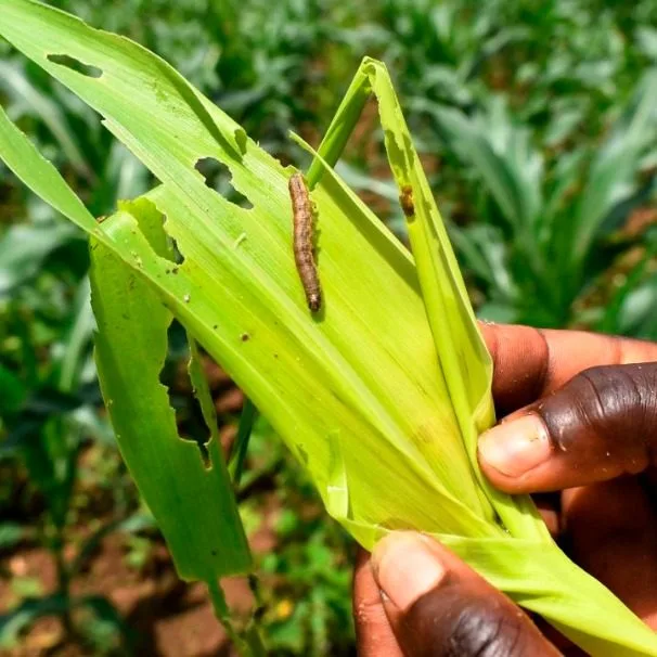 Agriculture CS Kagwe bans entry of pesticides prohibited abroad
