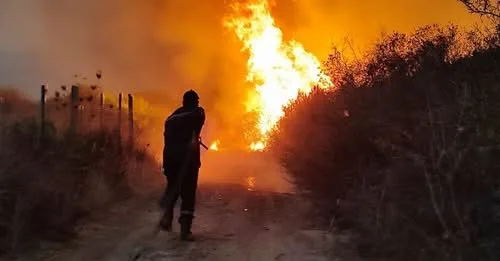 Algeria president seeks death penalty for arsonists after deadly forest fires