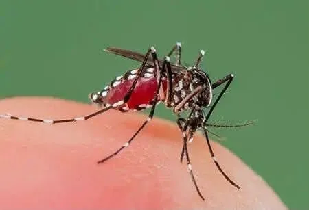 MOH steps up dengue response in Garissa, Wajir as cases hit 1,678