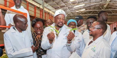 Govt orders tea factories to reject poor-quality leaf
