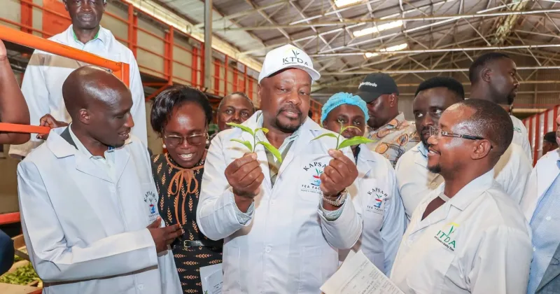Govt orders tea factories to reject poor-quality leaf