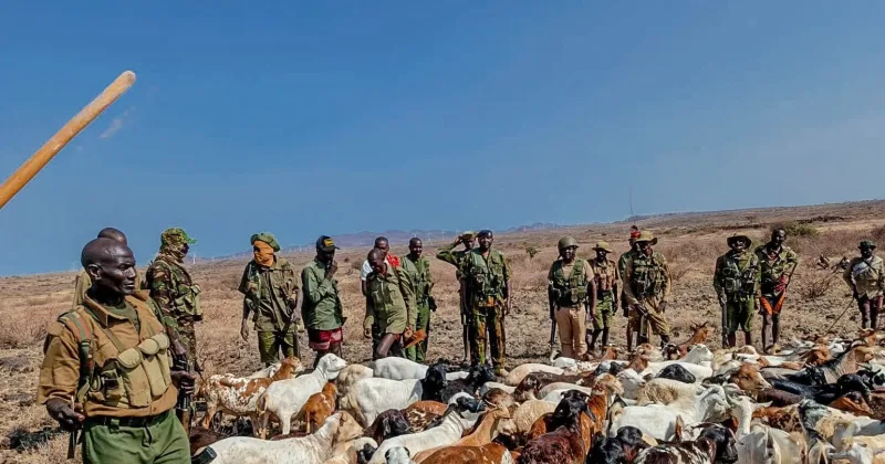 Police recover 470 stolen livestock in Marsabit operation